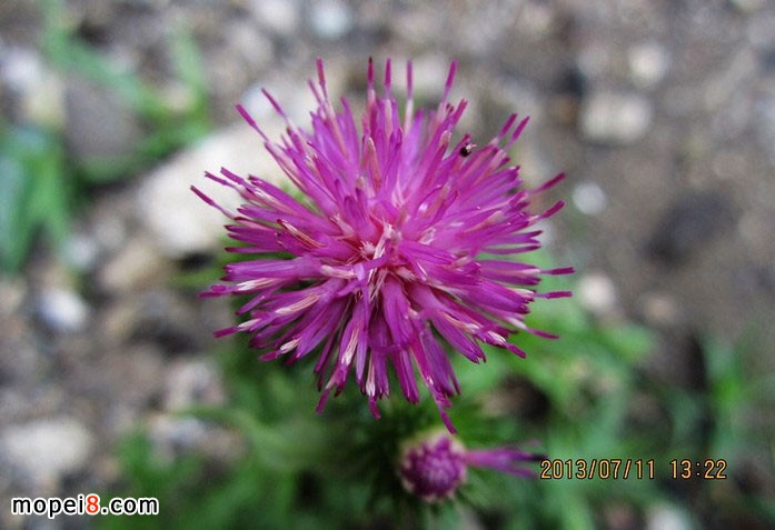MINIĦгYG150-22Ħһ·
