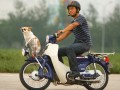 HONDA ׺ Super CUB50Լ